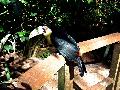 gal/holiday/Brazil 2005 - Foz do Iguacu Birds Sanctuary/_thb_Bird_Sanctuary_Iguacu_DSC07151.jpg